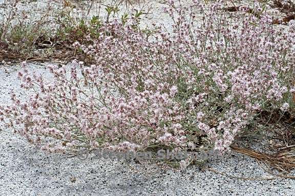 eriogonum wrightii var subscaposum 1 graphic